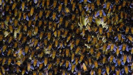 giant honey bees are known to build large colonies of nest with symmetrical pockets made of wax for them to store honey as their food source