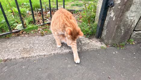 a cat investigates the sidewalk and surroundings