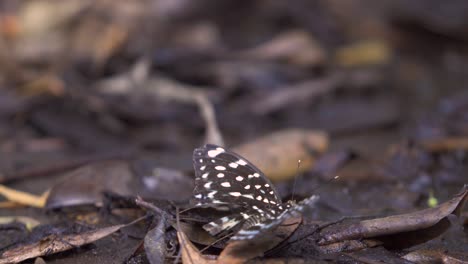 mariposa con ala rota en reposo sobre el suelo frondoso, gira y sale volando