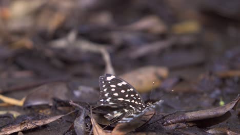 butterfly with broken wing at rest on leafy floor, turns and flies off