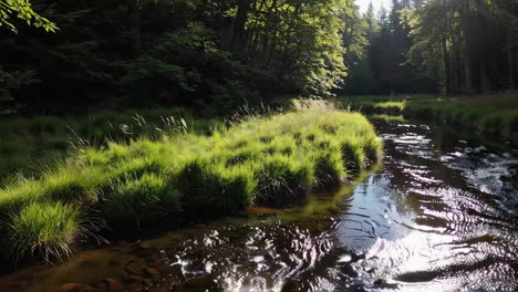 forest stream in sunlight