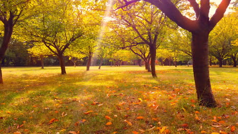 beautiful autumn scene in the japanese garden with fallen leaves herastrau park , romania