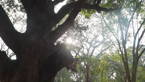 escena del bosque con rayos de sol entre las copas de los árboles