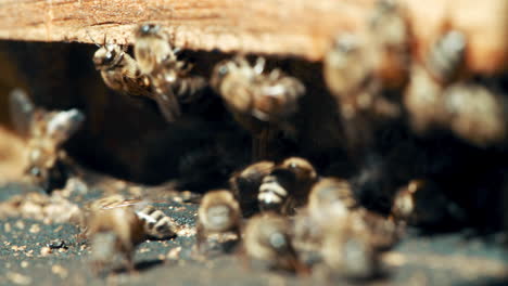 Bees-are-vital-to-the-environment