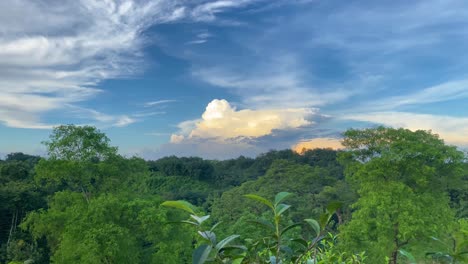 timelapse shot of khadimnagar national forest with clouds rolling over the canopy