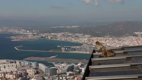 two monkeys resting on rock of gibraltar roof during daytime