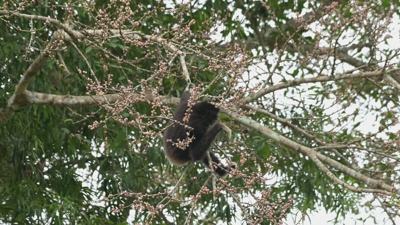 sosteniendo la rama con su mano izquierda mientras la otra recoge frutas para comer, gibón de manos blancas hylobates lar , tailandia