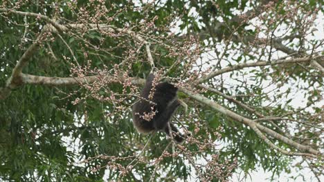 holding the branch tight hanging with its left hand while the other picking fruits to eat, white-handed gibbon hylobates lar , thailand