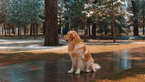 golden retriever sitting in a snowy winter park