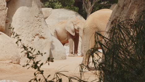 2 elephants at valencia biopark 4k 24fps