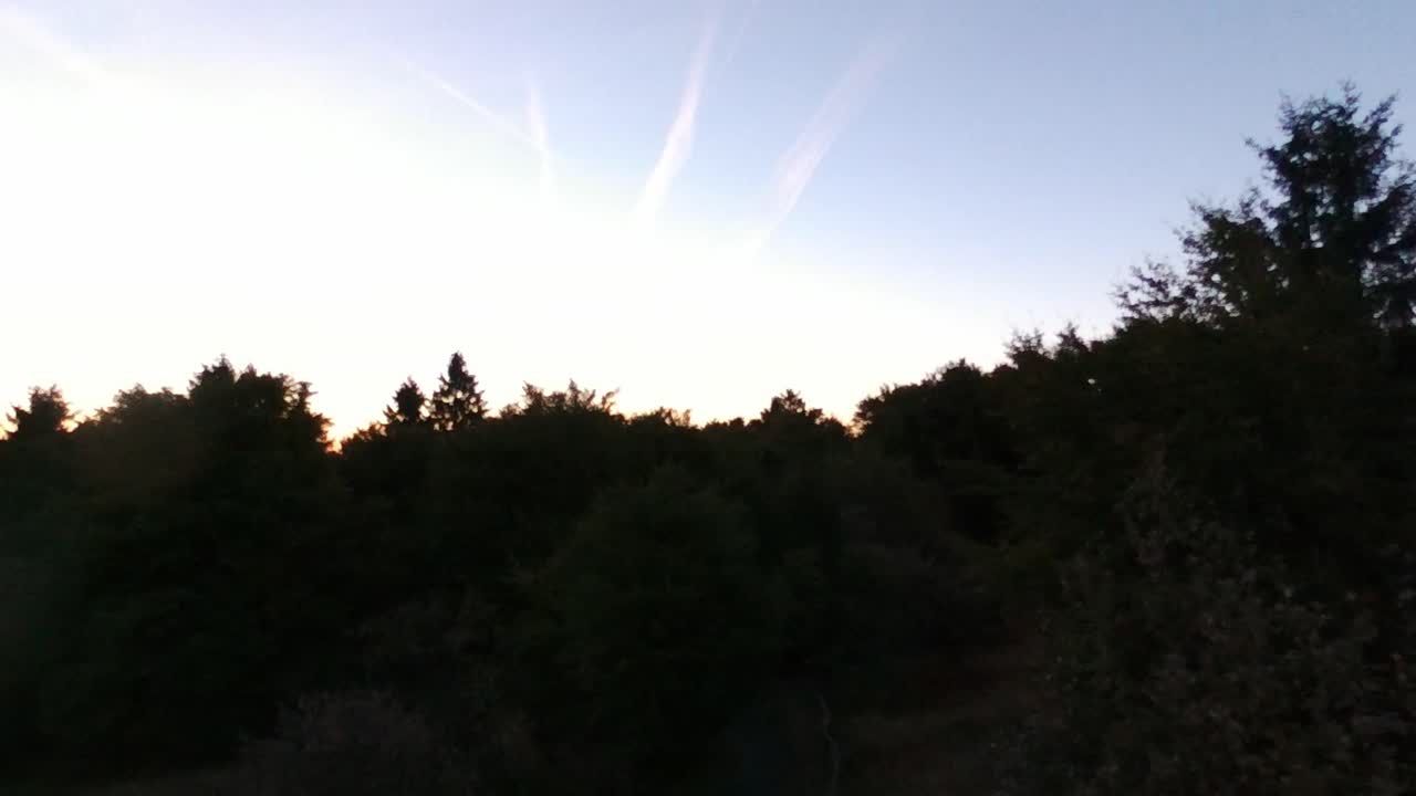 숲 위로 태양을 향해 비행