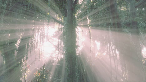 green tropical forest with ray of light