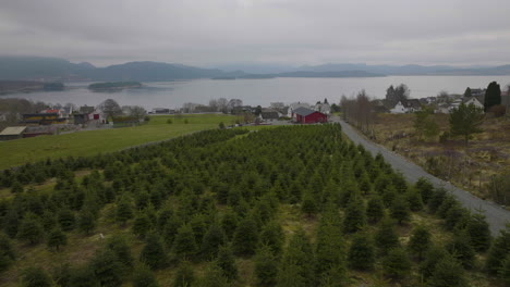 Vista-Idílica-De-Una-Pequeña-Plantación-De-Pinos-Cerca-De-La-Ciudad-De-Jorpeland-En-Noruega