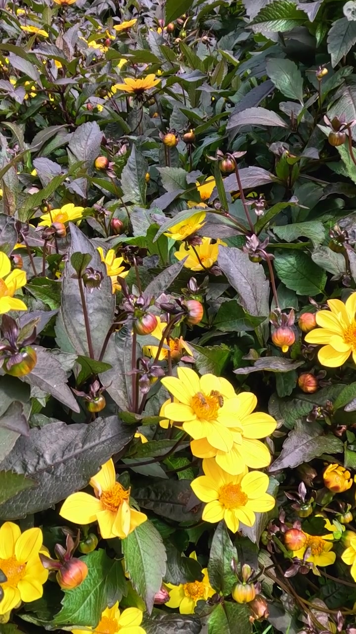 A honeybee forages on vibrant yellow blossoms surrounded by dark green and purple foliage.