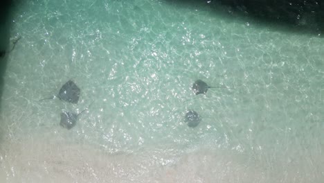 Stingrays-Swimming-at-Shore-in-Maldives-Clear-Water,-Drone-Top-Down