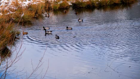 Mehrere-Enten-Schwimmen-Im-österreichischen-See