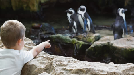 excited caucasian boy pointing at penguins in zoo enclosure