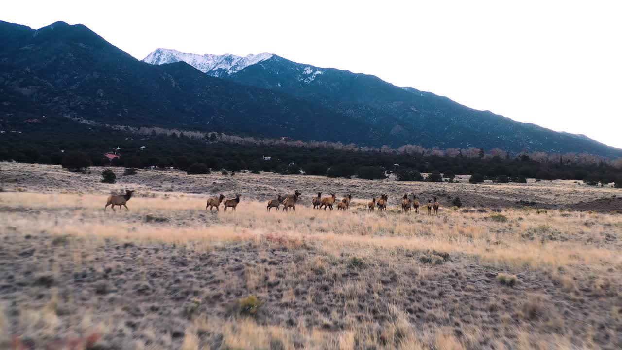Herd of Elk Running In Mountain Valley Aerial Shot 4K