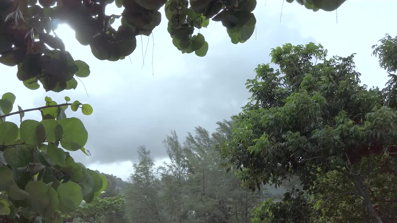 Pemandangan lanskap pepohonan dengan angin berhembus dalam gerakan lambat, dengan langit berawan dan matahari di latar belakang.