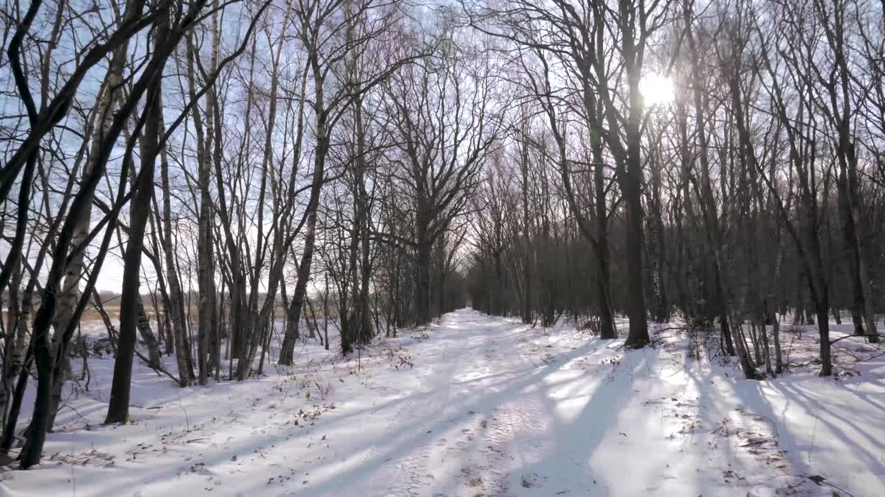 겨울에 눈 인 숲길