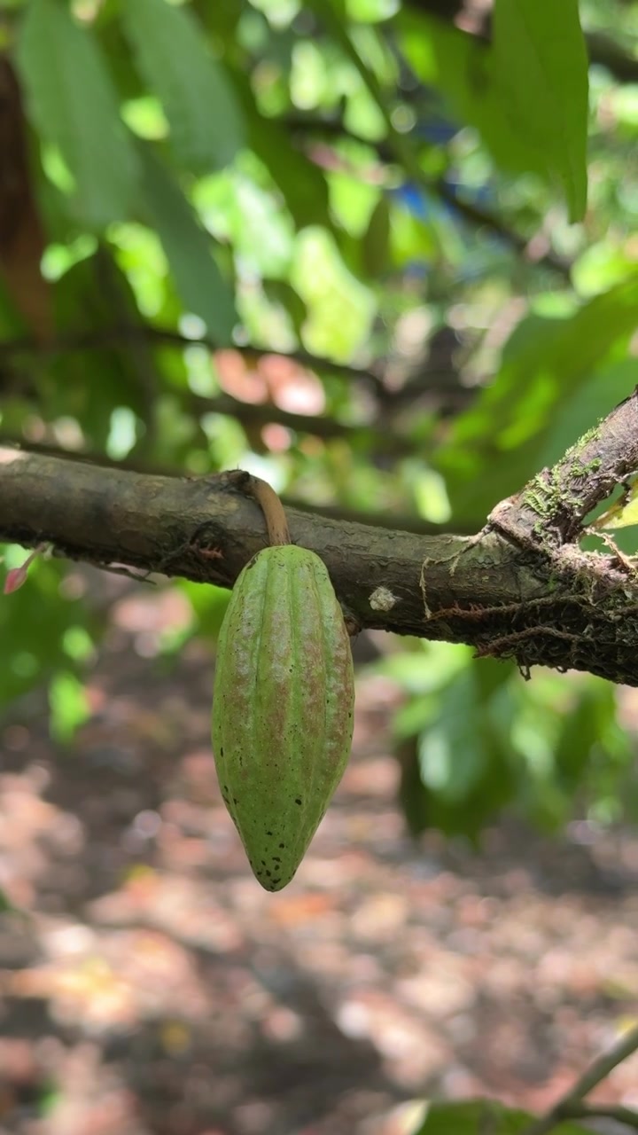 Giovane baccello di cacao verde che cresce su un ramo d'albero
