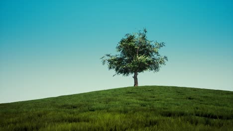 a time-lapse showing a big tree during the four weather seasons 4k