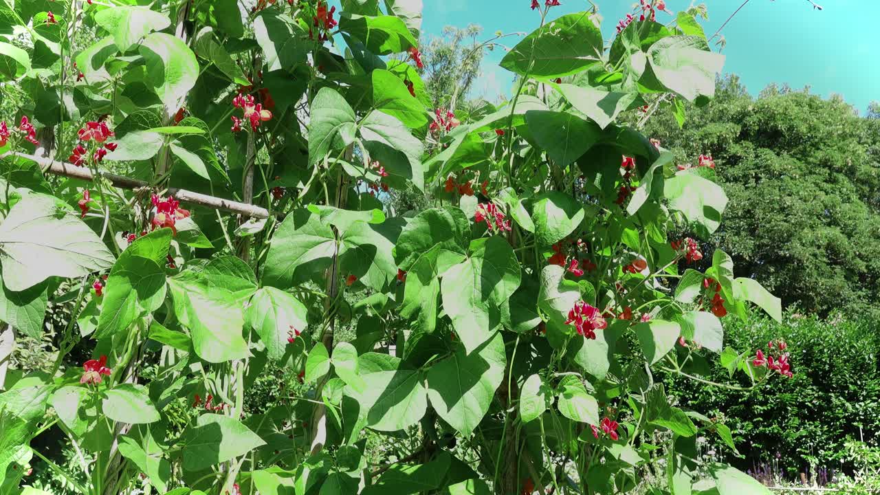 Green beans with red flowers grown on a frames with blue sky