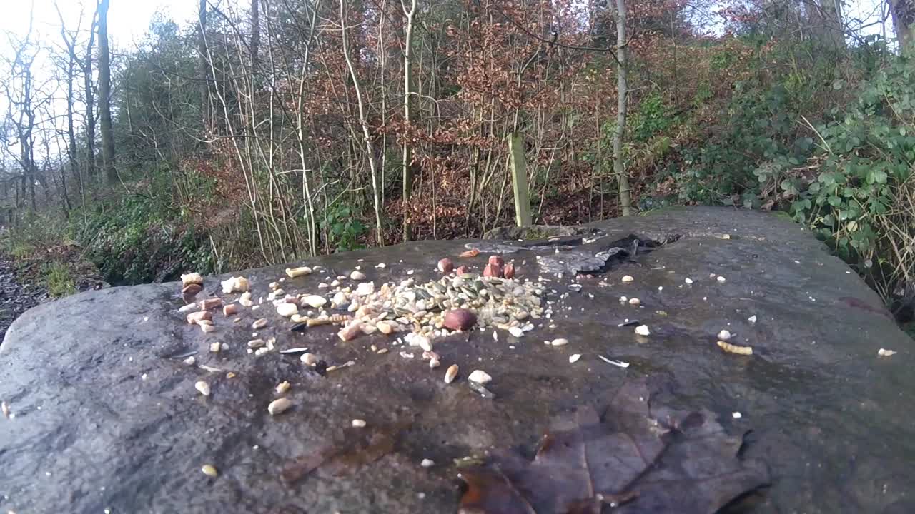 다양한 노란색 파란색과 석탄박새 야생 조류가 삼림 자연 공원 황야에서 먹이를 먹고 있습니다.