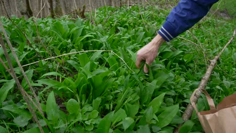 Closeup-of-hands-grabbing-tugging-on-wild-garlic-leaves-on-forest-floor