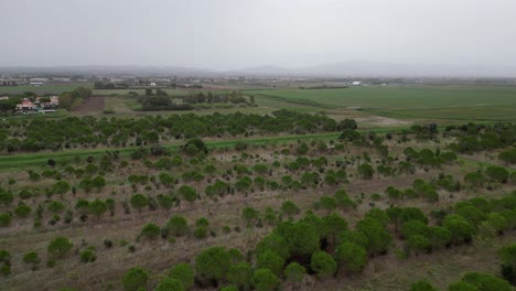 Bosques-De-Pinos-Pinares,-Playa-Toscana-Italia