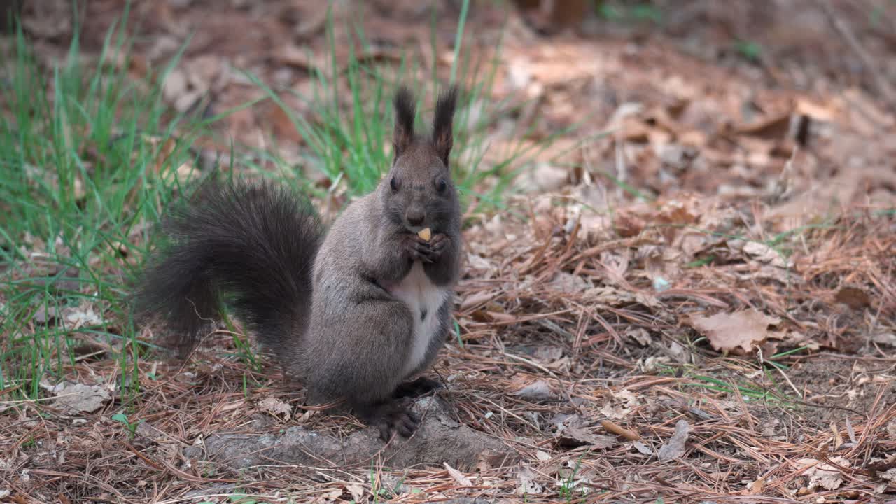 linda ardilla gris comiendo nueces de pino sentada en el césped con hojas caídas