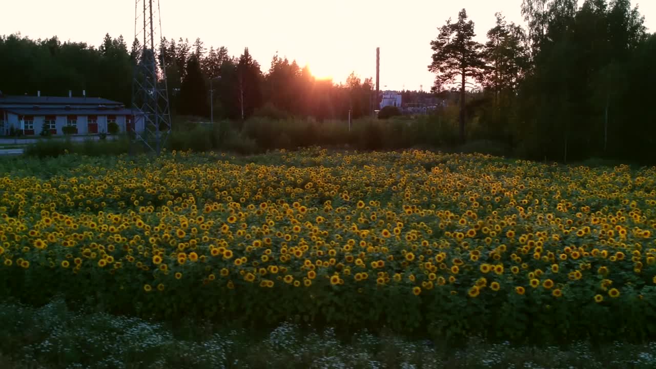 Flying Over Sunflower Field in Finland at Dusk