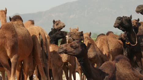 camellos en la feria de pushkar, también llamada feria de camellos de pushkar o localmente como kartik mela es una feria anual de varios días de ganado y cultural que se celebra en la ciudad de pushkar, rajasthan, india.