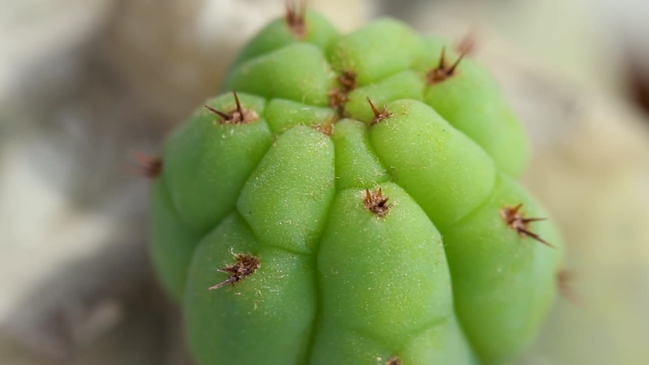small baby green cactus closeup