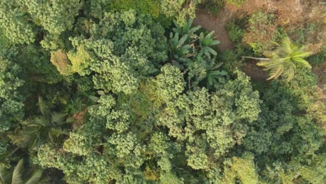 toma de vista de área de selva o bosque