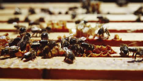 Close-up-of-honey-bee-frames-covered-with-bees