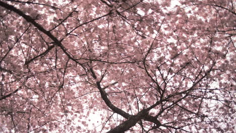 cerca de las flores de cerezo de primavera