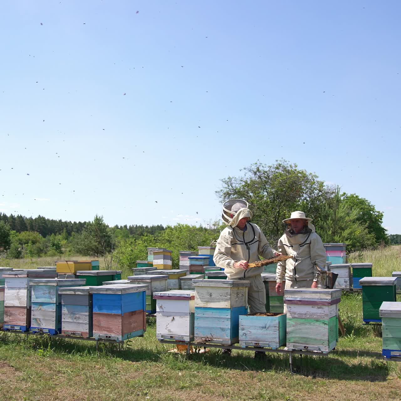 Two adult bee farmers looking carefully at the frame full of working bees. Gradual distancing from men busy at their farm. Meadow in summer backdrop