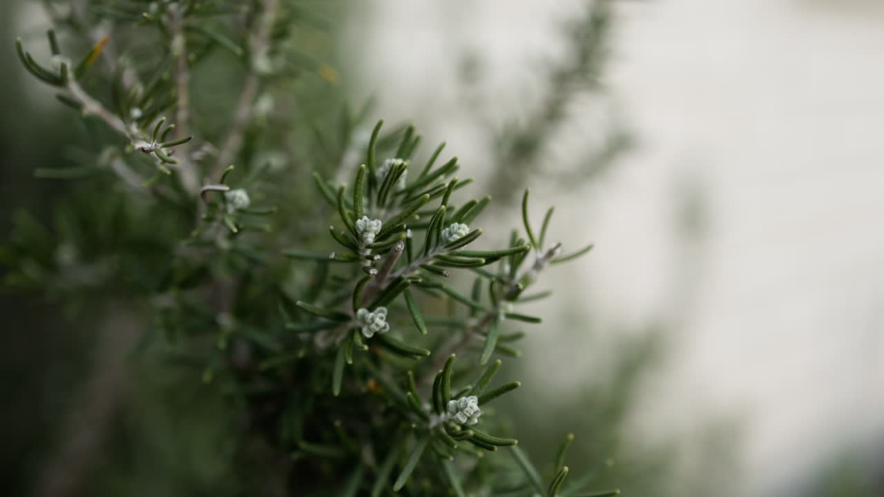 Detailed macro close-up of the tip of a rosemary stem, highlighting freshness and organic gardening
