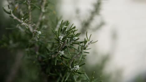 detailed macro close-up of the tip of a rosemary stem, highlighting freshness and organic gardening