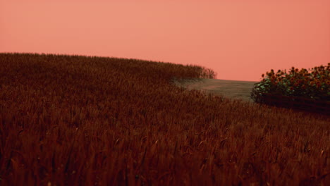 Campo-De-Trigo-Dorado-En-El-Paisaje-Al-Atardecer