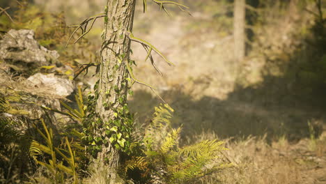 vegetación exuberante y texturas de árboles que prosperan en un entorno forestal finlandés tranquilo