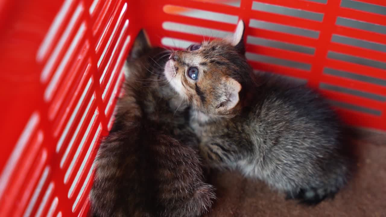 dulce gato joven con ojos azules brillantes en una canasta roja se sienta ansiosamente mirando alrededor ya que pronto se venderá en un mercado local en camboya