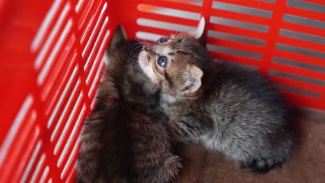 sweet young cat with bright blue eyes in a red basket sits anxiously looking around as it will soon be sold at a local market in cambodia