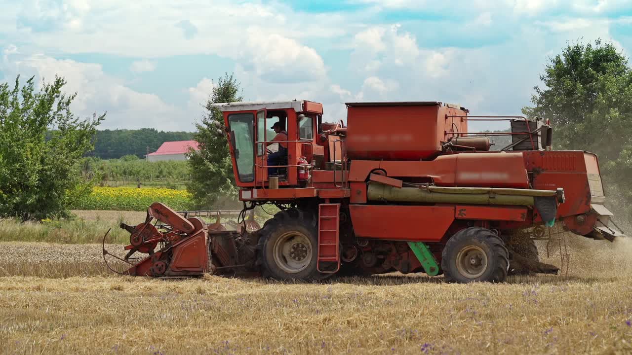 Combine harvester gathers the wheat crop. Wheat Harvesting.