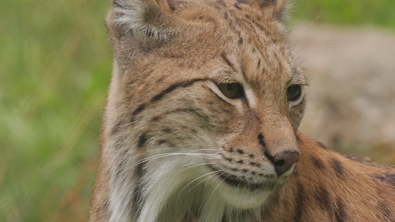 우라시아 린스 (lynx lynx) 는 숲에 있습니다.