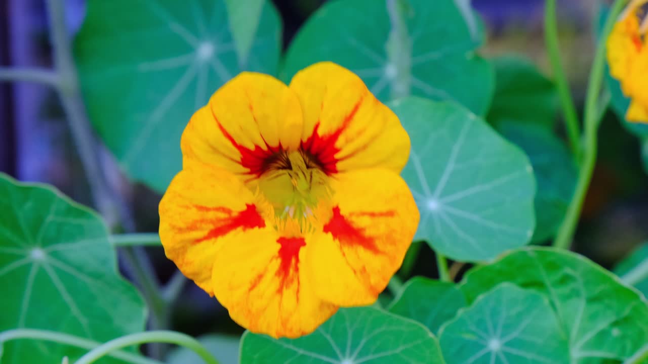 주황색, 빨간색 및 노란색 nasturtium 꽃, 매크로 가까이