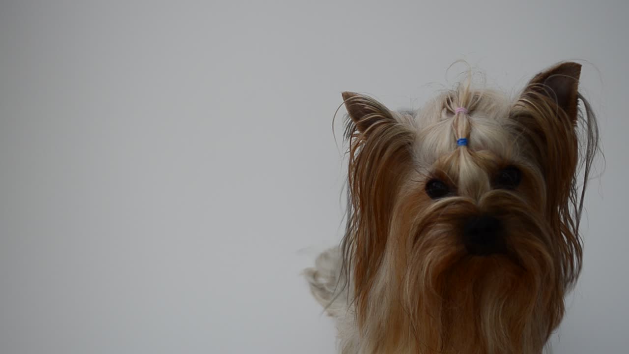 Yorkshire terrier su sfondo bianco, un cane. Riprese di un cane