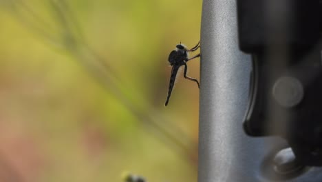 robber flies relaxing on bike