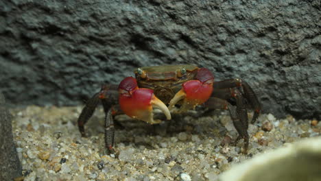 Chiromantes-Haematocheir-Ist-Eine-In-Ostasien-Endemische-Wattkrabbe